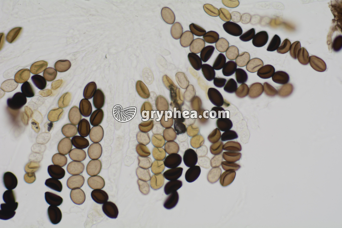 Sordaria asques hybrides x100 - gryphea.com